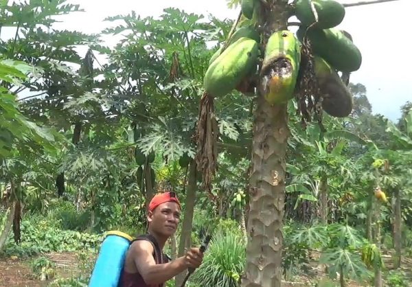Ratusan Hektar Tanaman Pepaya di Tanggamus Mati Layu Diserang Virus PRSV