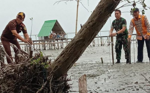 Ribuan Mangrove Berhasil Ditanam di Kawasan Pantai Margasari Labuhan Maringgai
