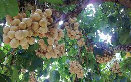 Semangat dari Desa Sabukempat , Kadesnya Punya Visi Jadikan Buah Duku sebagai Andalan Destinasi Agrowisata