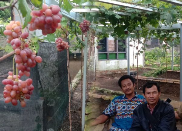 Kawinkan Pohon Anggur Lokal dan Ukraina, Kurniawan Manfaatkan Halaman Rumah dan Pupuk Kandang