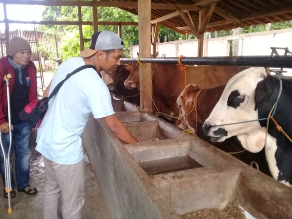 Penggemukkan Sapi ala Dedy Andrianto