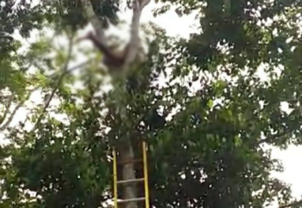 Unduh Buah Pete Kakek Ari Manto Tewas Tersengat Aliran Listrik Diatas Pohon Setinggi 12 Meter