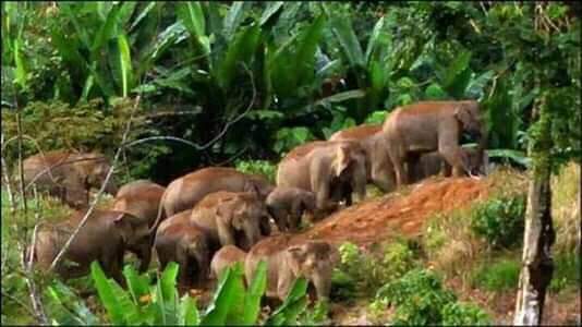 Kawanan Gajah Rusak Tanaman Warga Tanggamus dan Lukai Anggota Satgas
