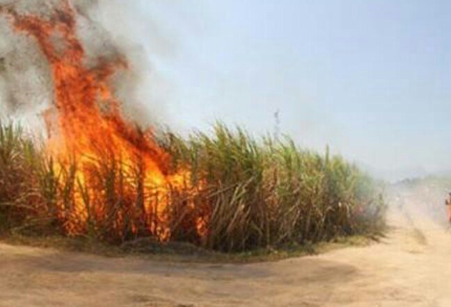 Mabes Polri Tetapkan PT Sweet Indo Lampung dan PT Indo Lampung Perkasa Tersangka Karhutla
