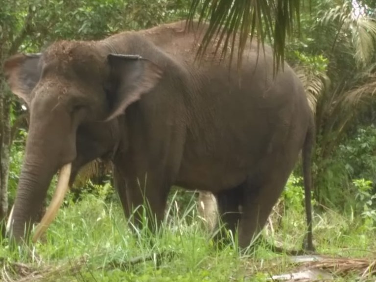 Jumat Pagi Warga Tani Trauma, Kawanan Gajah Kembali Masuk