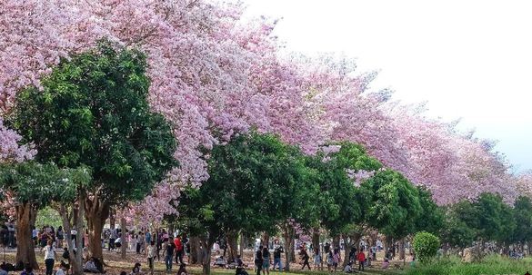 Bunga Tabebuya Bermekaran Jadi Lokasi Berswafoto Warga Surabaya