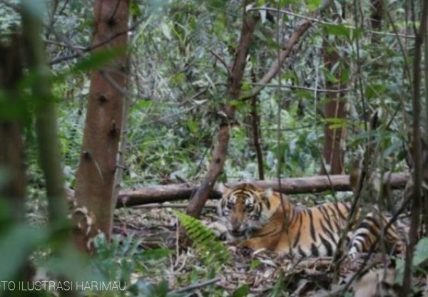 Kemana BKSDA dan Pemerintah Saat Warga Dihantui Si Raja Rimba