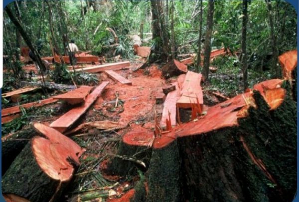 Lebih dari 37% Hutan di Lampung Rusak, PWI Gandeng UBL Walhi dan LBH Gagas Diskusi Penyelamatan