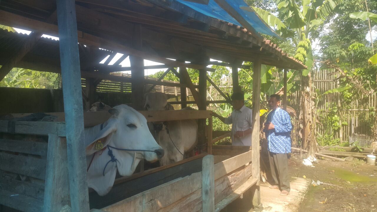 Berdalih Untuk Operasional Kelompok Tani Sari Makmur Jual Sapi Bantuan