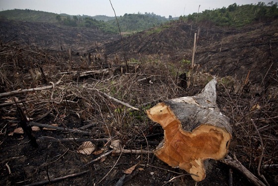 Kerusakan Hutan Picu Banjir di Lampung