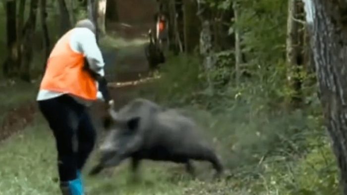 Seorang Kakek Tewas Diseruduk Babi Hutan Di Sidomulyo