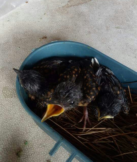 Penangkaran Murai Batu, Agrobisnis Prospektif yang Membawa Risdiyanto ke Titik ‘From Zero to Hero’