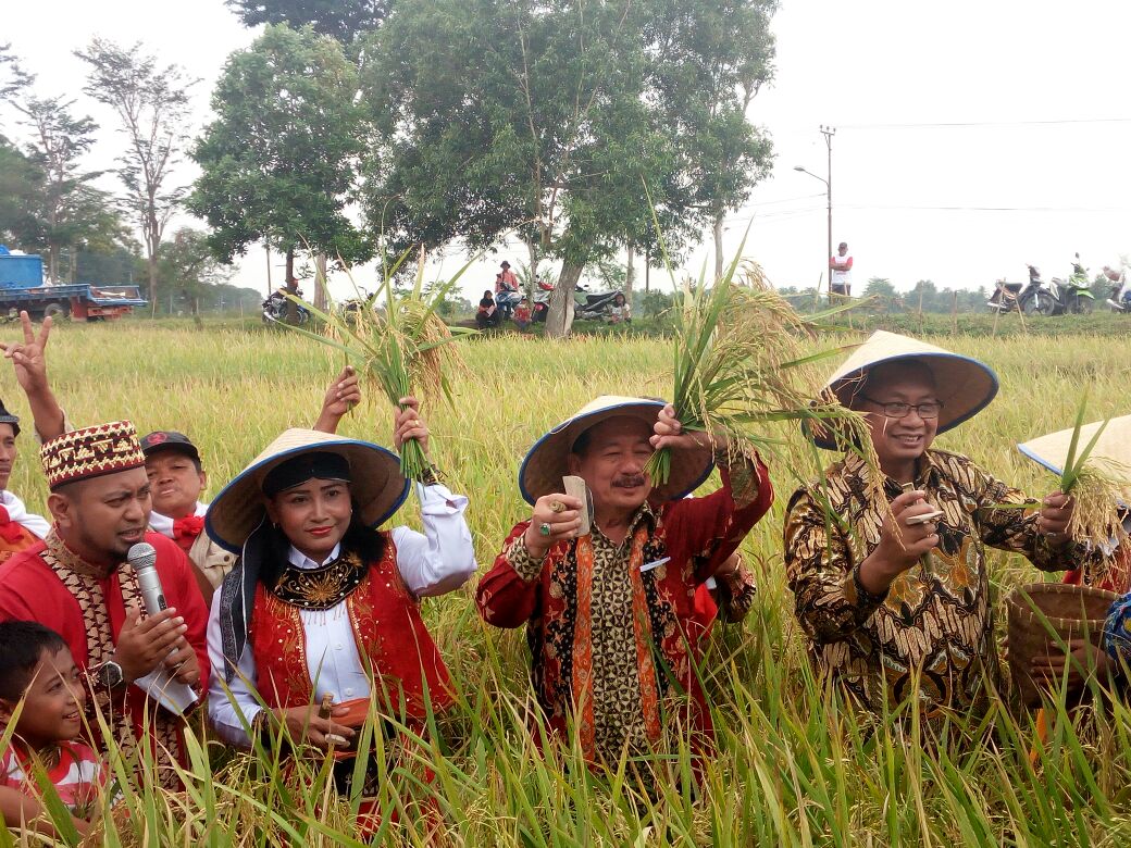 Herman HN – Sutono Panen Raya Padi di Lampung Tengah