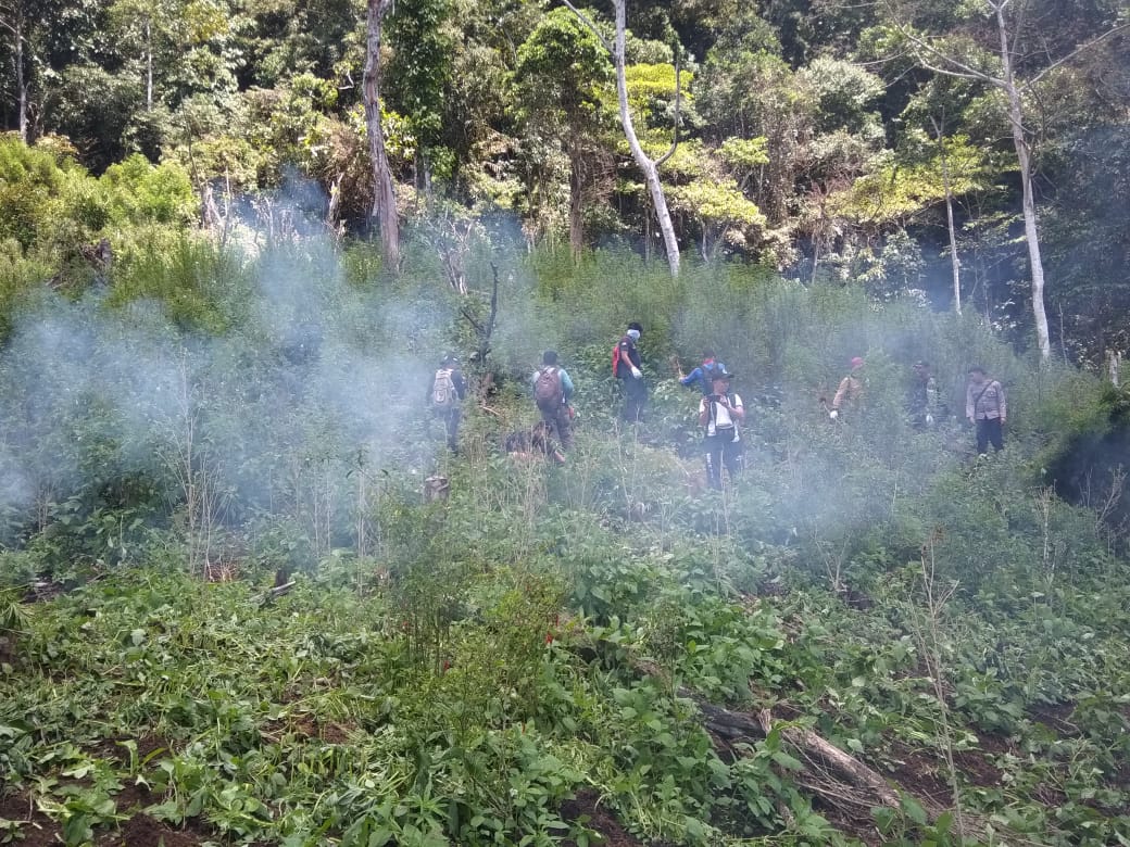 BNN Sumatera Utara Musnahkan 3,5 Hektar Ladang Ganja