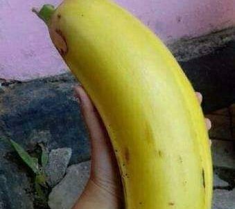 Ada Pisang Terbesar di Dunia Dari Daratan Papua?