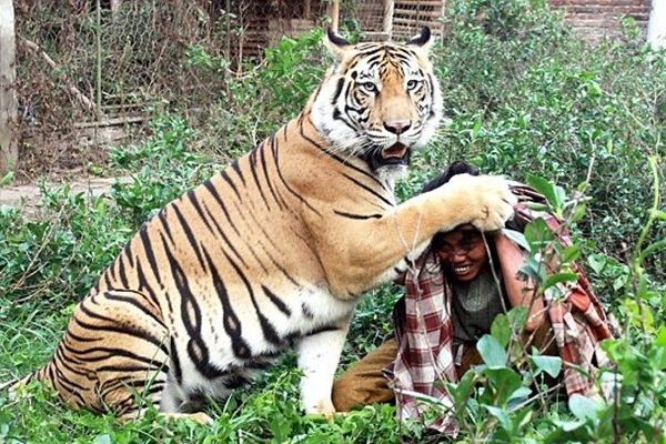 BKSDA Lamban Tangani Konflik Manusia dengan Harimau di Riau