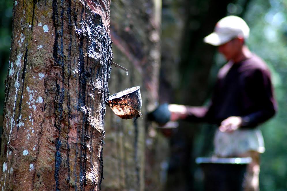 Petani Karet Keluhkan Turunnya Harga