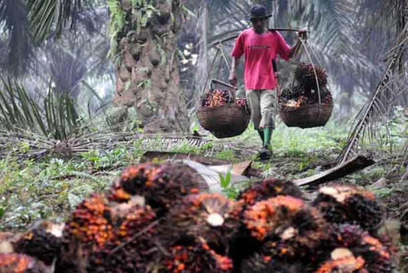Petani Kebun Sawit Tewas Diserang Babi Hutan