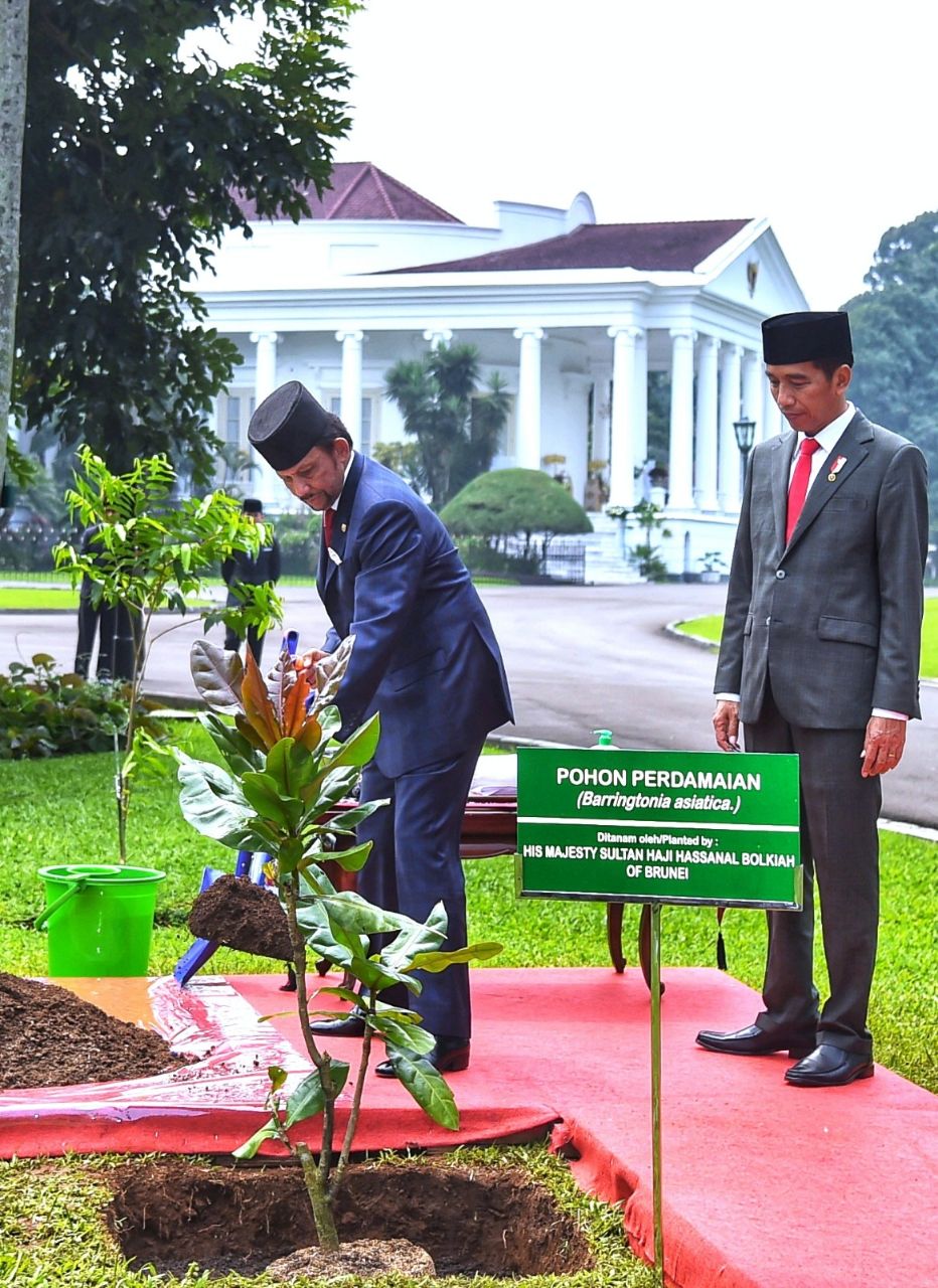 Kunjungan Kenegaraan Presiden Jokowi Ajak Sultan Brunei Tanam Pohon Perdamaian