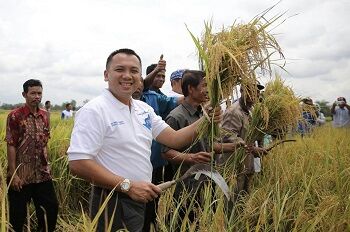 M. Ridho Ficardo Panen Padi Bersama Warga Desa Wonodadi Pringsewu