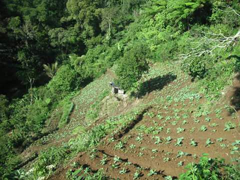 Hutan Lindung Register 30 Gunung Tanggamus “Gundul”