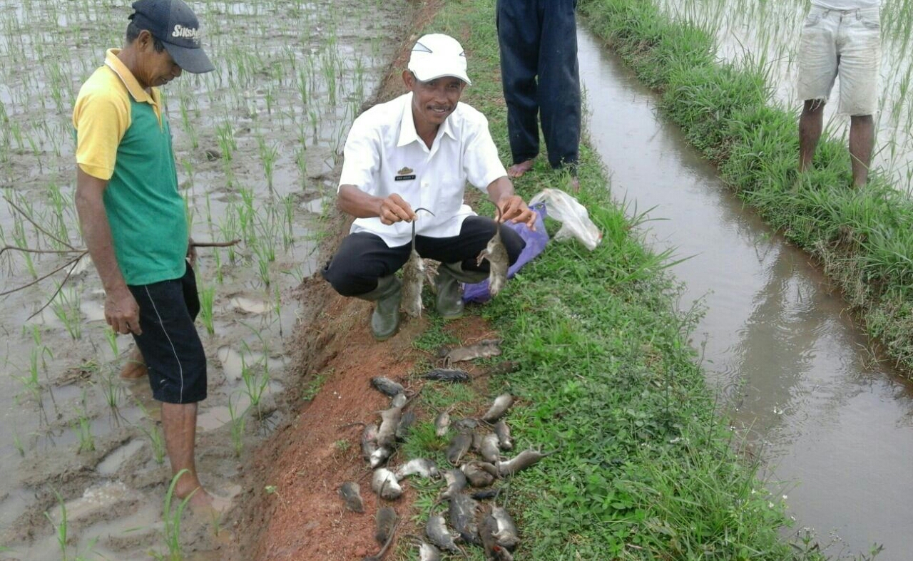 Hama Tikus Menyerang Padi, Petani Tubaba “Merugi”