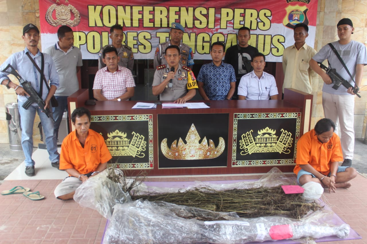 Tim Gabungan Tekab 308 dan Satresnarkoba Polres Tanggamus Temukan Ladang Ganja