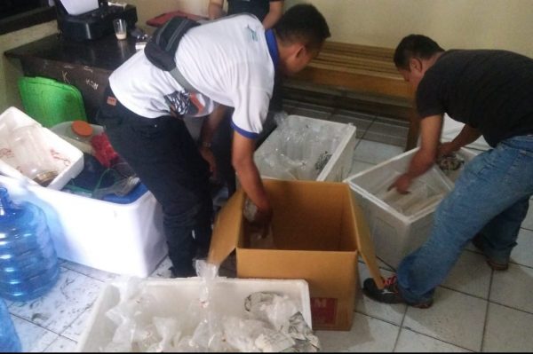 Polsek Pesisir Tengah Tangkap Pengepul Benur Lobster Ilegal