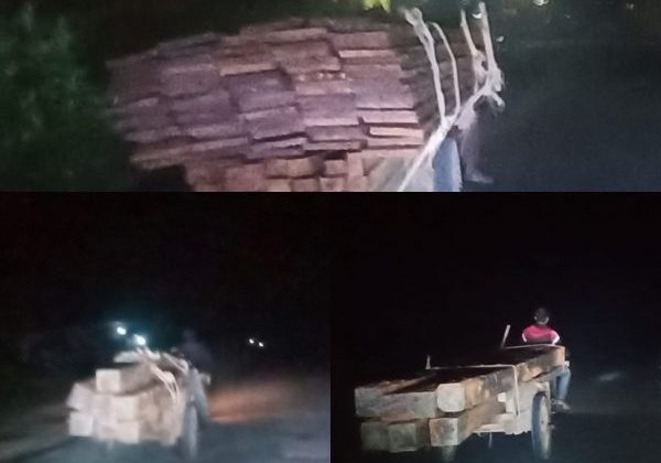 Diduga Kegiatan Ilegal Logging Kembali Marak Di Bagan Siapiapi Kabupaten Rohil
