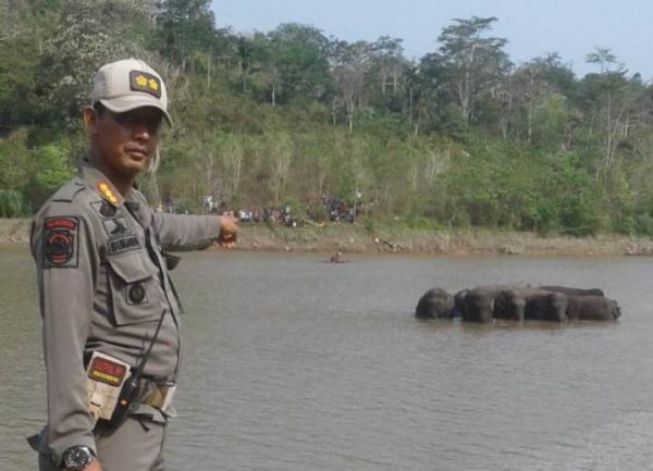 Tim Giring Kawanan Gajah Liar Masuk TNBBS, Warga Tanggamus Diminta Siaga