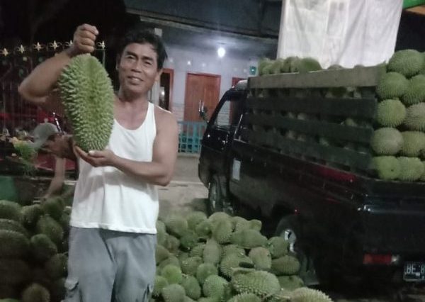 Durian Sumur Tujuh WonosoboTanggamus Tetap Jadi Primadona Bagi Pencinta Buah Berduri Ini