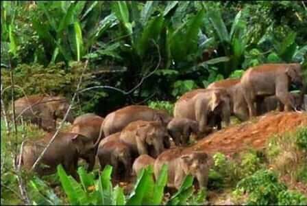 Petugas Satgas Penanggulangan Satwa Jadi Korban Kawanan Gajah Liar di Kawasan Hutan Marga