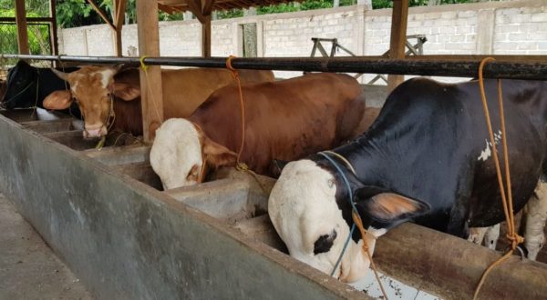 Dinas Pertanian Lampura Pastikan Siap Berikan Bimtek Pembuatan Pakan Konsentrat Penggemukan Sapi