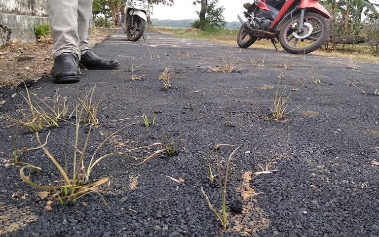 Baru Seminggu Selesai Dibangun, Jalan di Metro Sudah Ditumbuhi Rumput