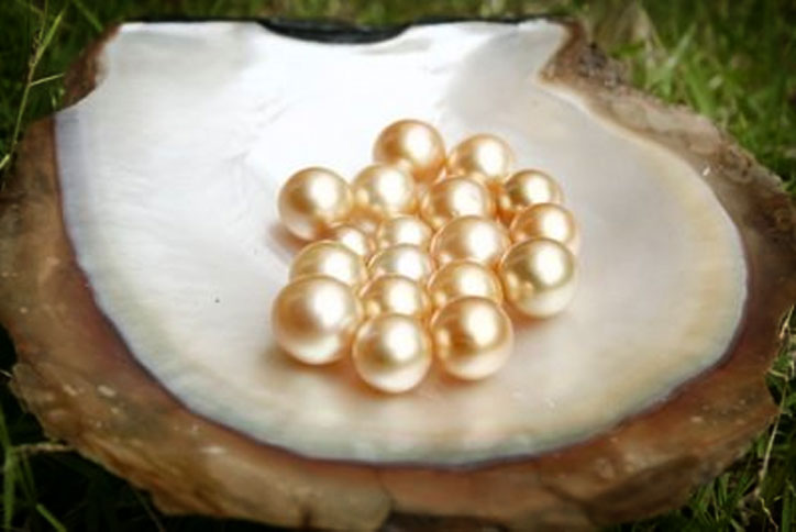 Kilau Mutiara Laut Lampung yang Memudar