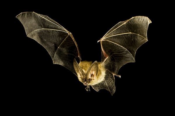 Hukum Membunuh dan Mengonsumsi Daging Kelelawar dan Katak