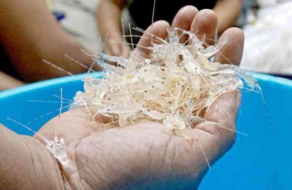 Bisnis Bibit Lobster Ilegal di Pesisir Barat Melibatkan Pengusaha Hingga Aparat?