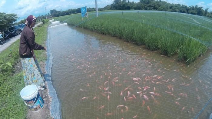 Program Umar Ahmad Jadikan Tubaba Sentra Ikan Tawar Terancam