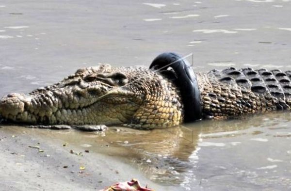 Hindari Serangan Buaya Tak Perlu Undang Panji “Sang Petualang”, Cukup Baca Tips Ini!