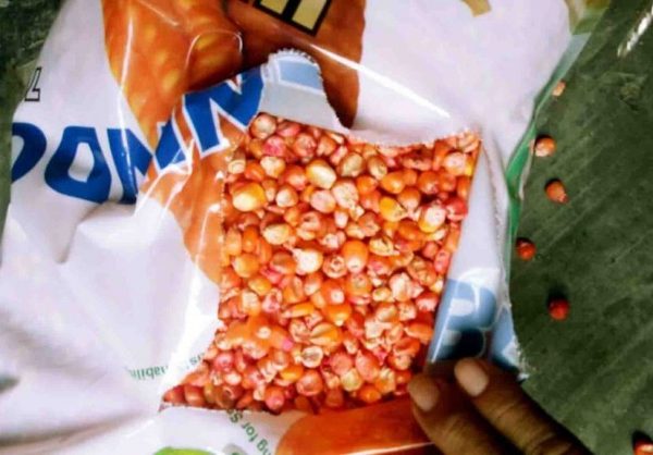 Proyek Benih Jagung Tahun 2018 di Dinas TPH Lampung Gagal, Rp130 Miliar Menguap?