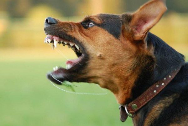 Anjing Peliharaan Presenter Bimo Arya Terkam Pembantu Hingga Tewas