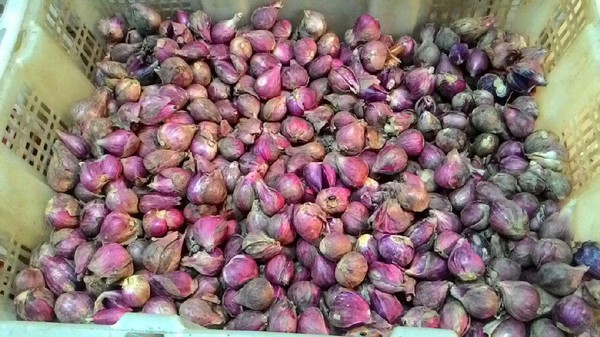Jual Bawang Merah ‘Palsu’, 5 Importir Di-blacklist Mentan