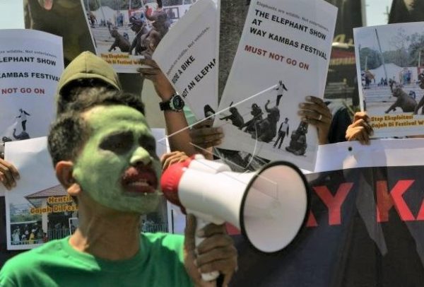 Masyarakat Anti Sirkus Protes Peyiksaan Gajah Way Kambas
