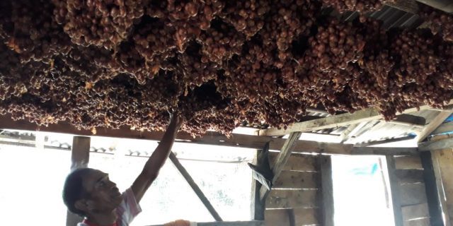 Distan Pesibar Segera Panggil Poktan Pengindah Bantuan Bibit Bawang Merah 2,7 Ton