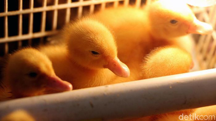 Rupiah Terus Melamah Harga Pakan Ternak Naik Rp300-500