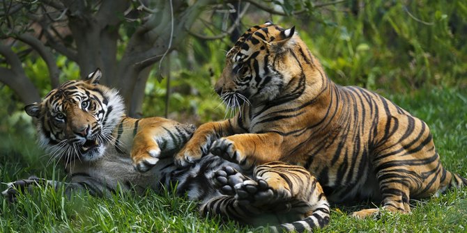 Kabar Gembira, Telah Lahir Dua Anak Harimau Sumatera