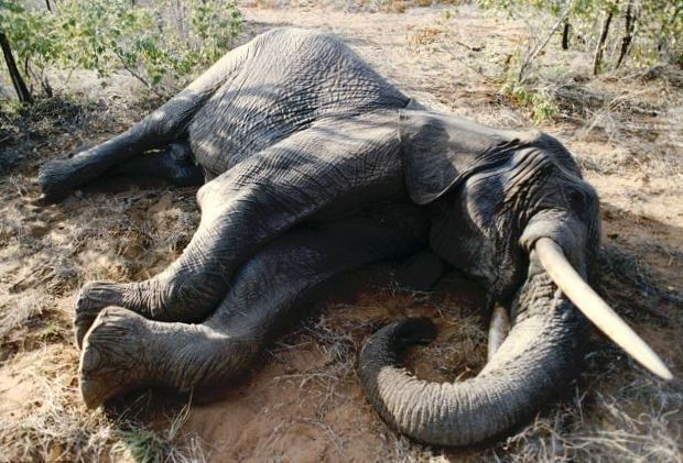 Seekor Gajah Sumatera Ditemukan Tewas di Kawasan Aceh Timur