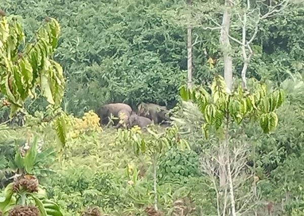 Gajah Liar Kembali di Laporkan Merusak Puluhan Gubuk Ladang Petani di Suoh