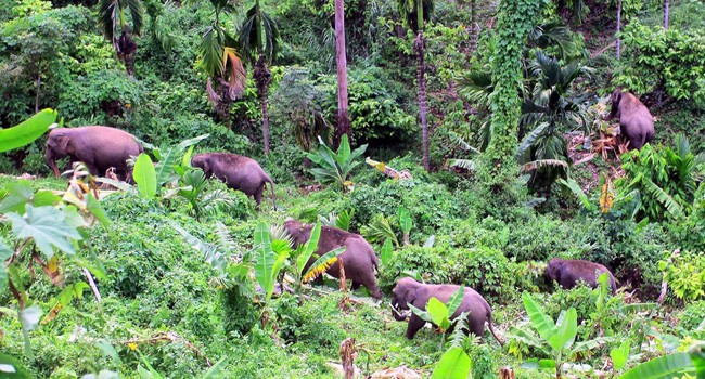 Puluhan Ekor Gajah Liar Masuk Kebun dan Perkampungan Warga di Suoh