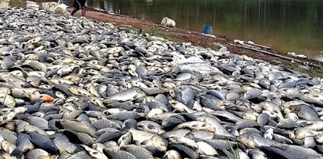 Puluhan Ton Ikan Keramba Bendungan Way Rarem Mati Mendadak